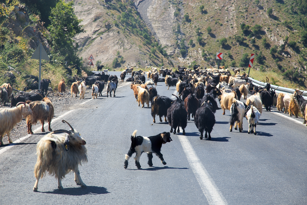 Cizre